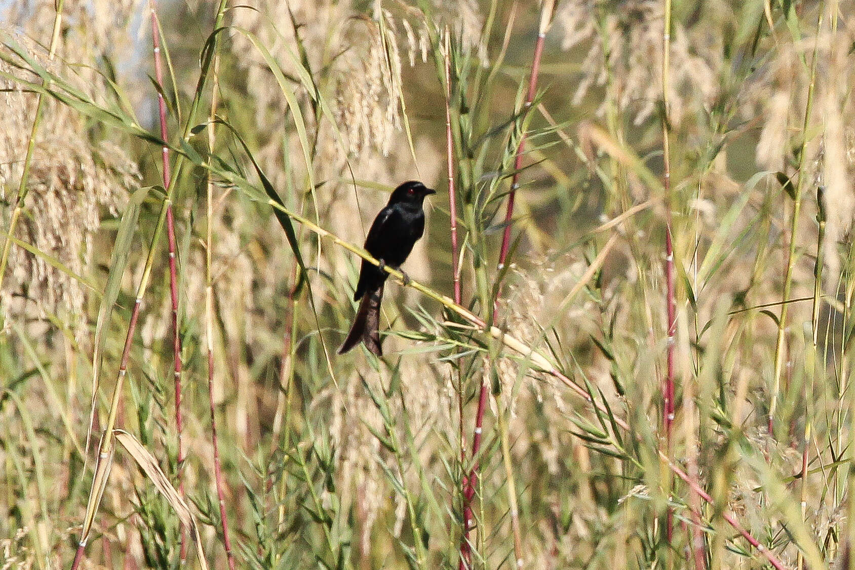 Image of drongos