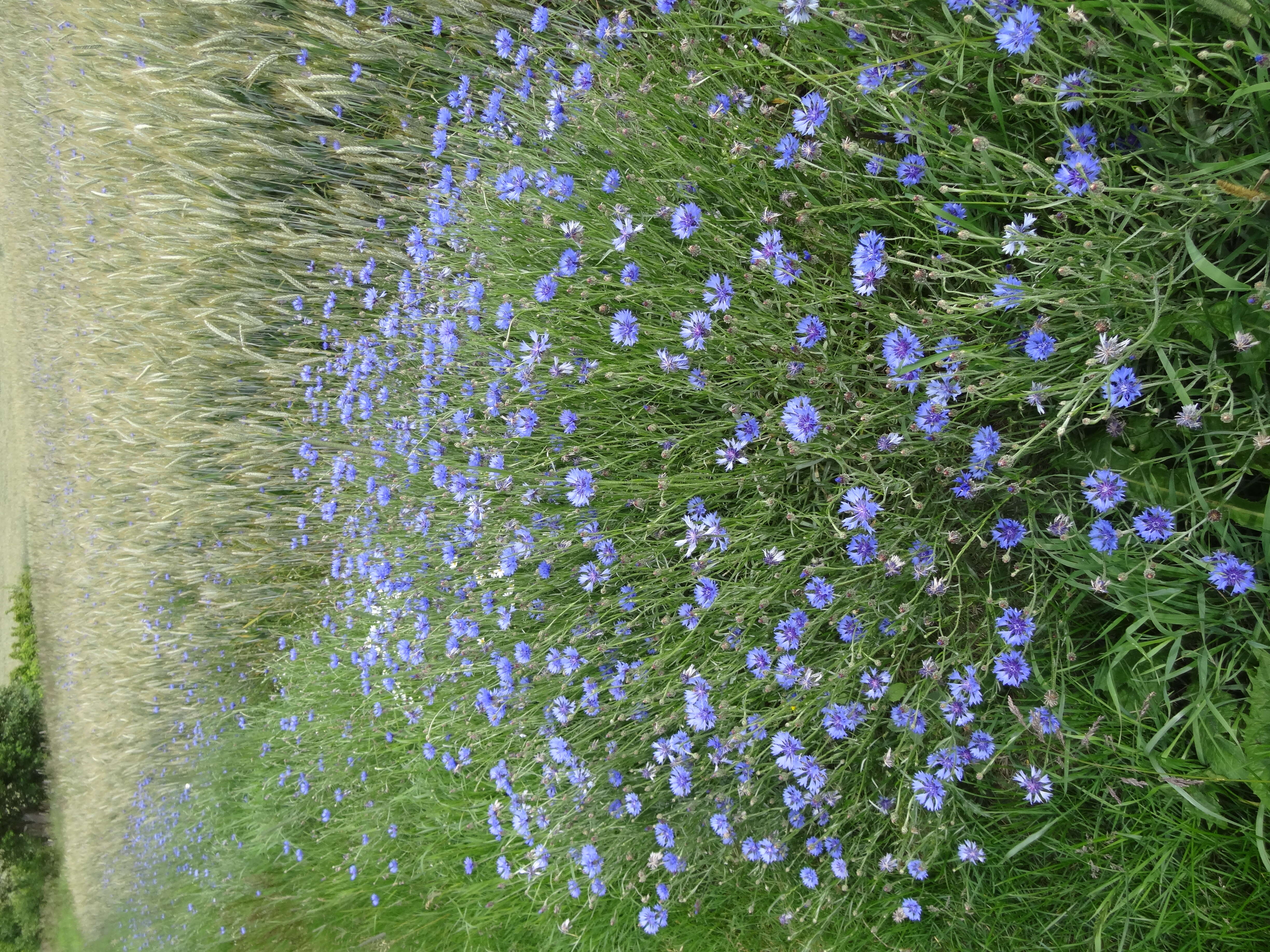 Image of knapweed