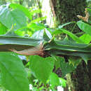 Smilax officinalis Kunth resmi