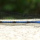 Image of Argia anceps Garrison 1996