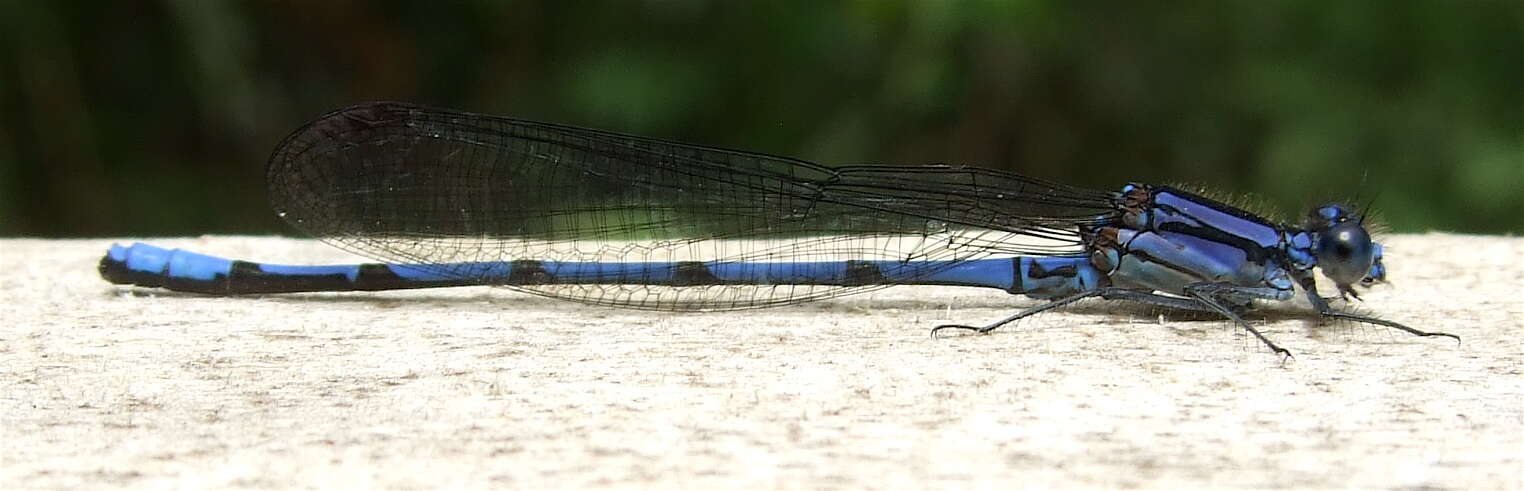 Image of Argia anceps Garrison 1996