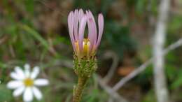 Image of Olearia tomentosa (Wendl.) DC.