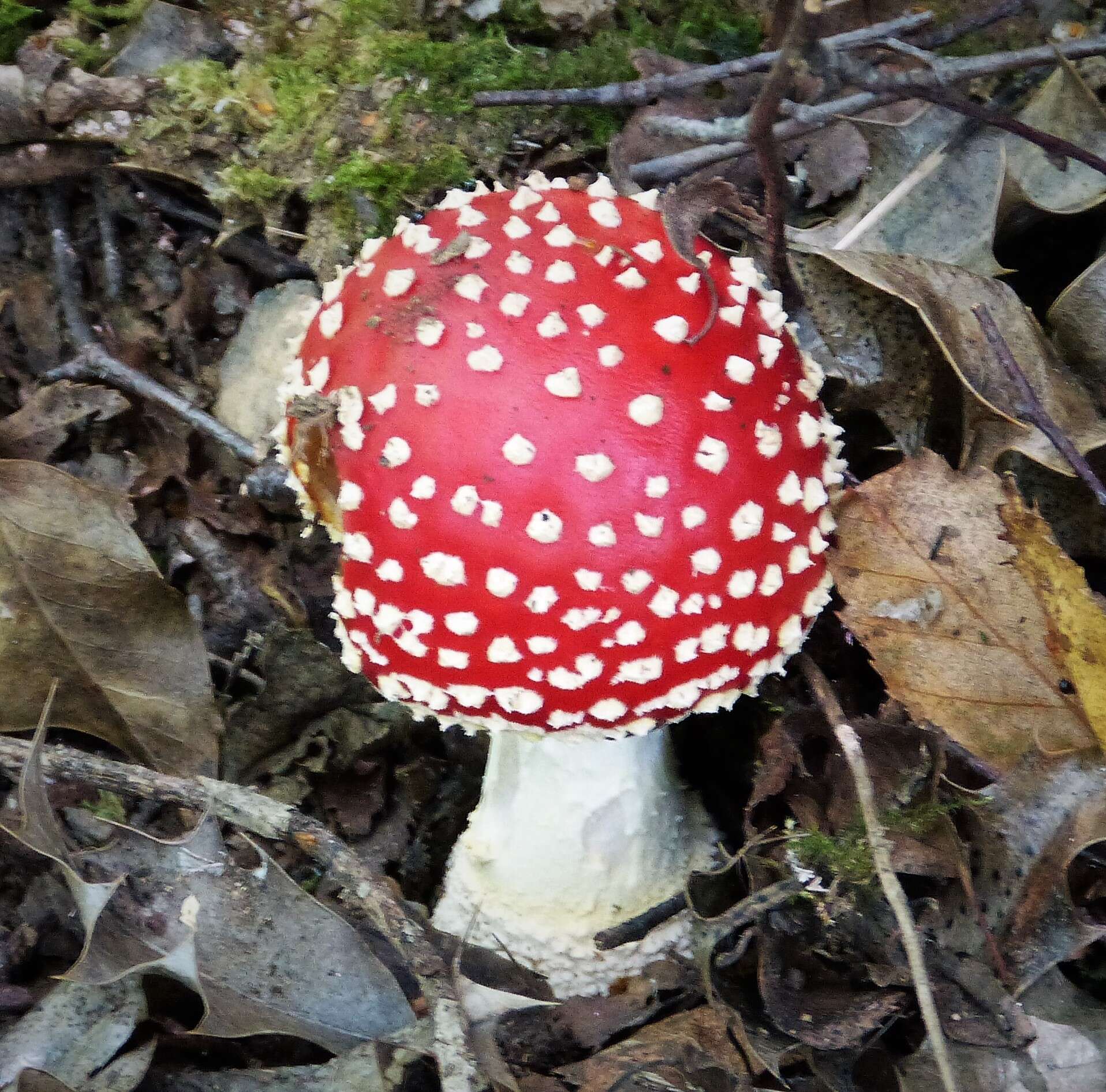 Image of Amanita