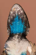 Image of Duges' Spiny Lizard