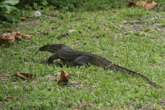 Image of Lace Monitor