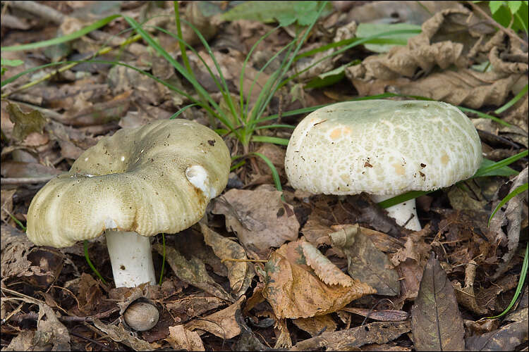 Image of Russula heterophylla (Fr.) Fr. 1838