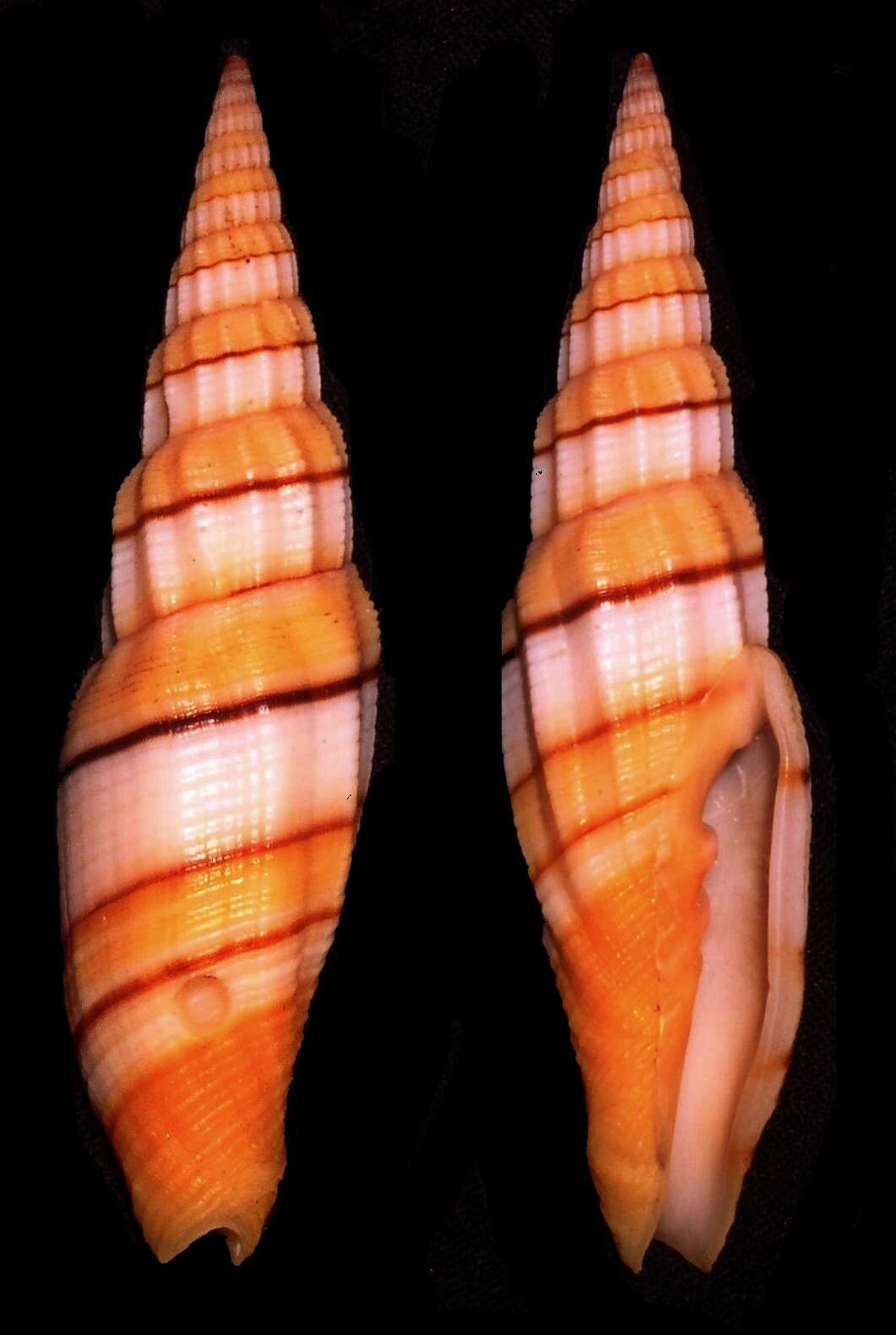 Image of Turbinelloidea Rafinesque 1815