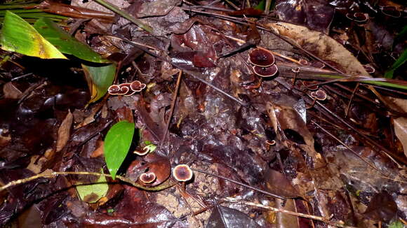 <i>Amauroderma rudis</i>的圖片