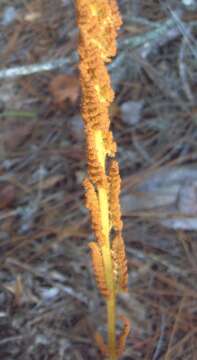 Image of cinnamon fern