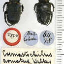 Image of Cremastocheilus armatus Walker 1866