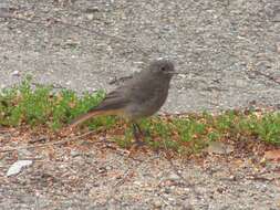 Image of Black Redstart