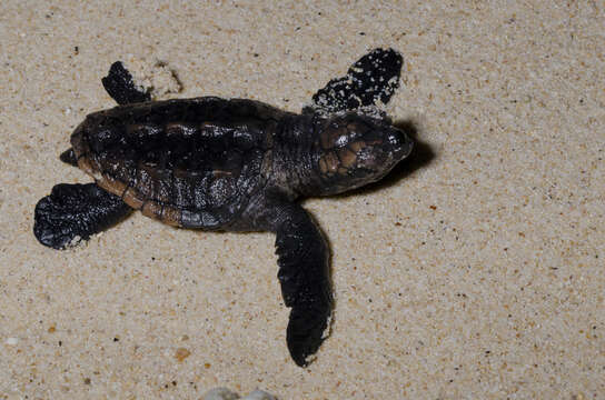 Image of Caretta