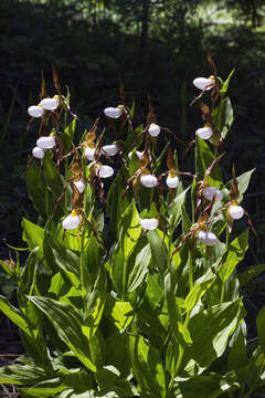 Imagem de Cypripedium montanum Douglas ex Lindl.