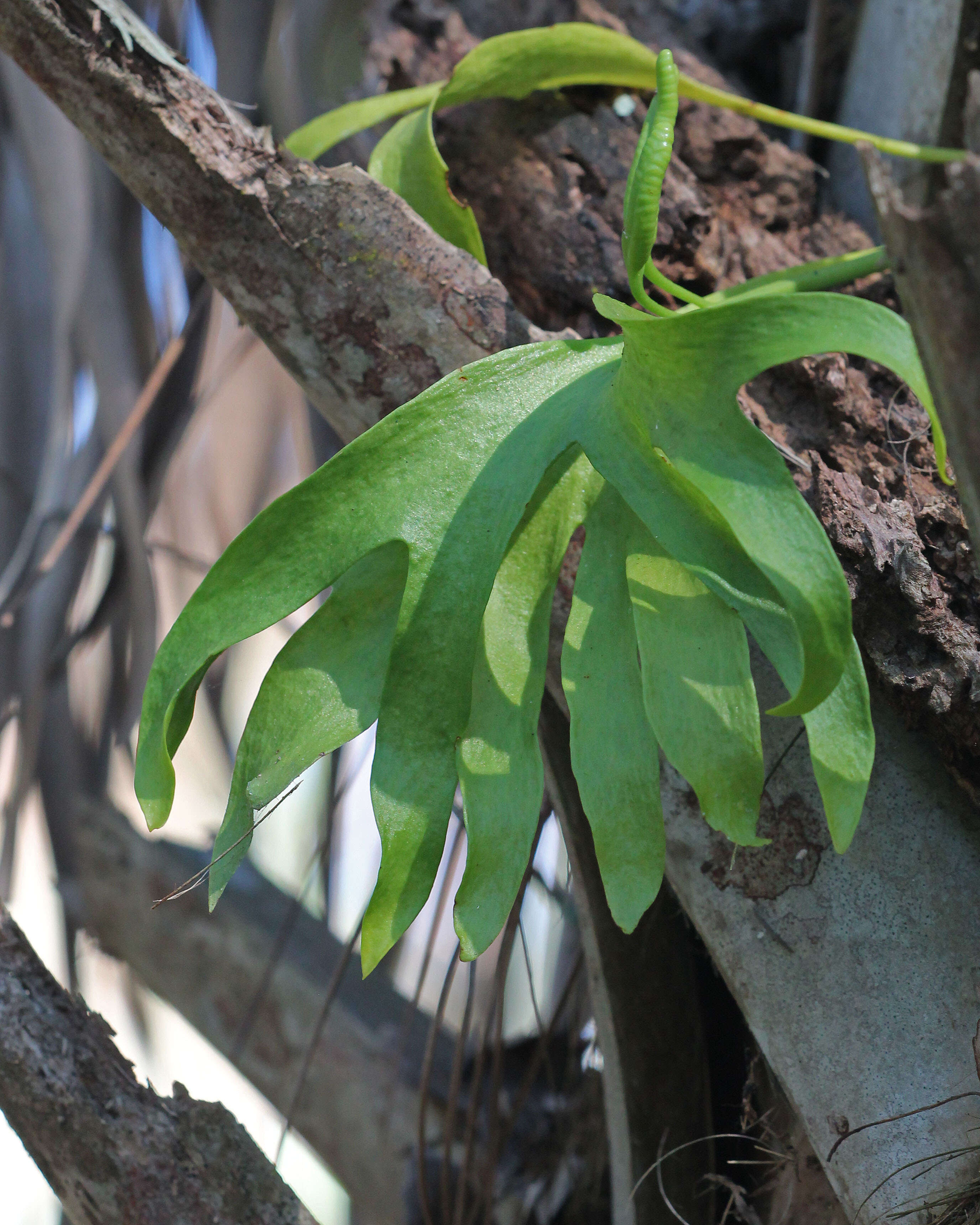 Image of Cabbage Palm