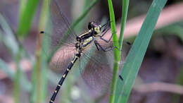 Image of Choristhemis Tillyard 1910