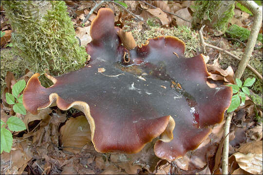 Image of black-footed polypore