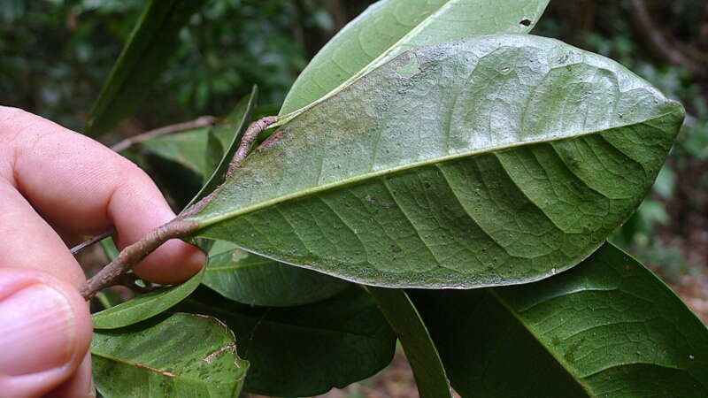 Image of Metrodorea maracasana R. C. Kaastra