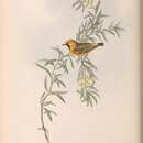 Plancia ëd Epthianura aurifrons Gould 1838