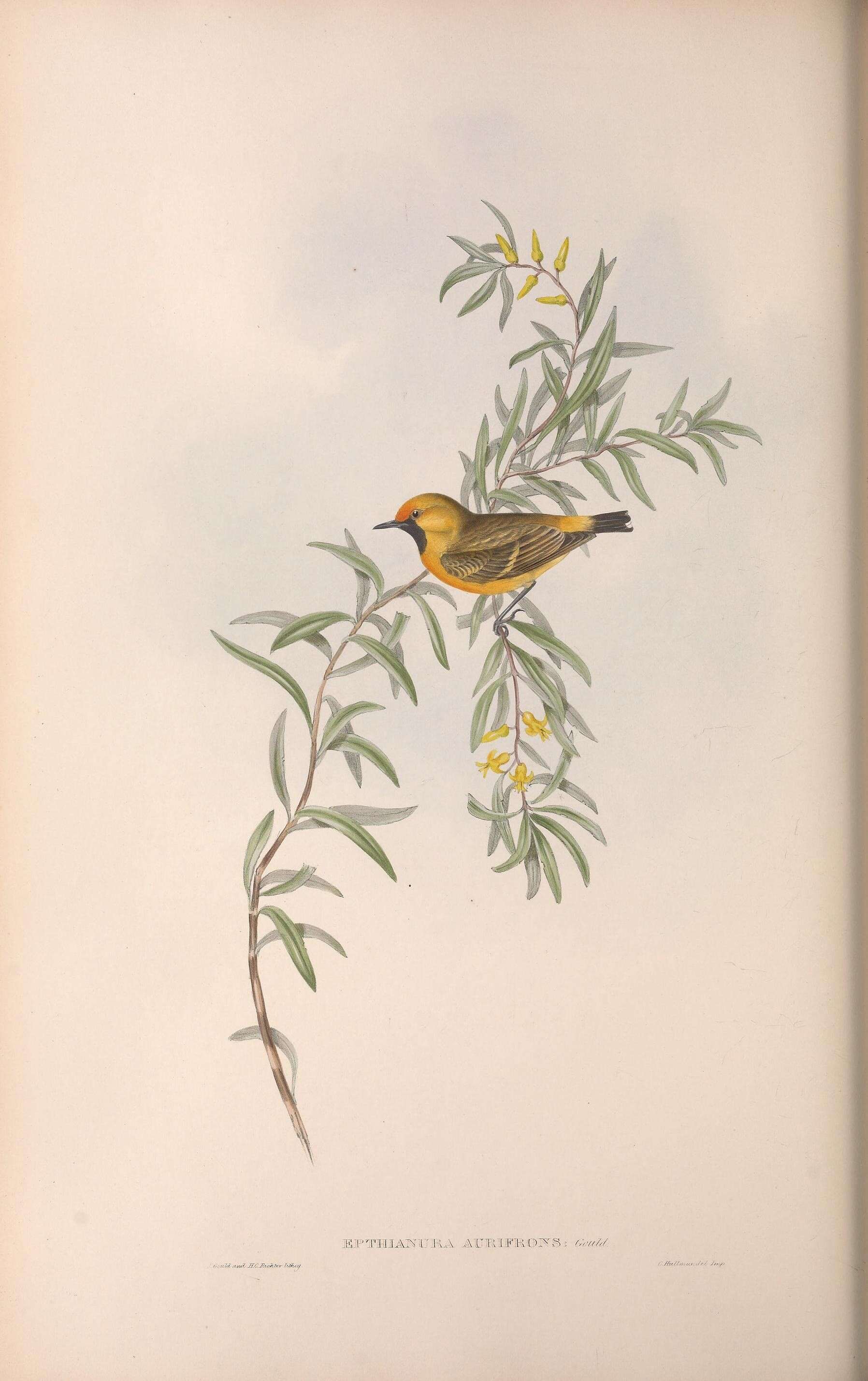 Image of Epthianura Gould 1838
