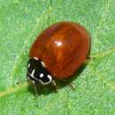 Sivun Cycloneda sanguinea (Linnaeus 1763) kuva