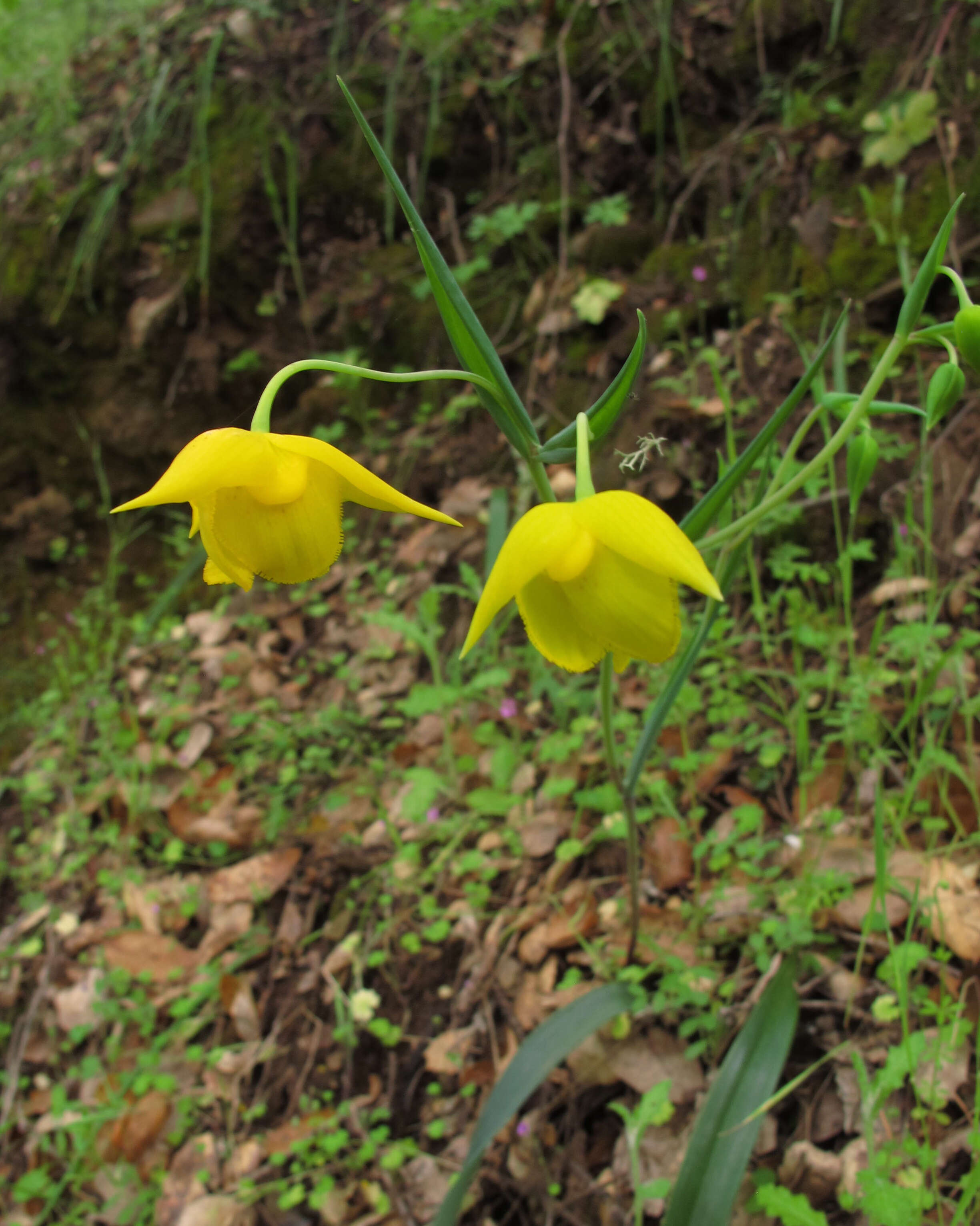 Image de Calochortus amabilis Purdy