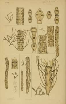 Image of Cellaria fistulosa (Linnaeus 1758)