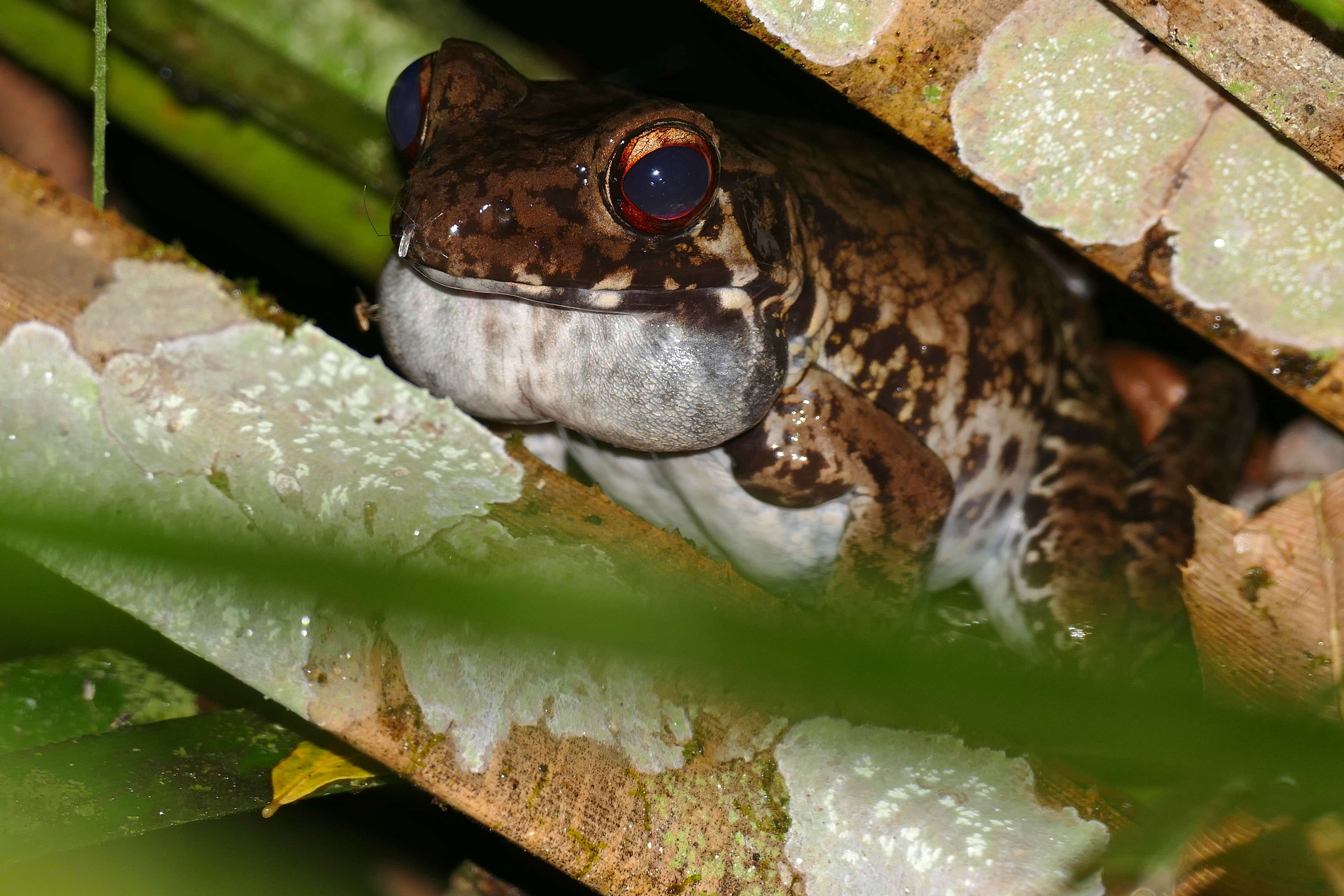 Image of Pulchrana glandulosa (Boulenger 1882)