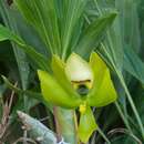 Image of Cycnoches chlorochilon Klotzsch