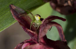 Image of Flower Crab Spiders