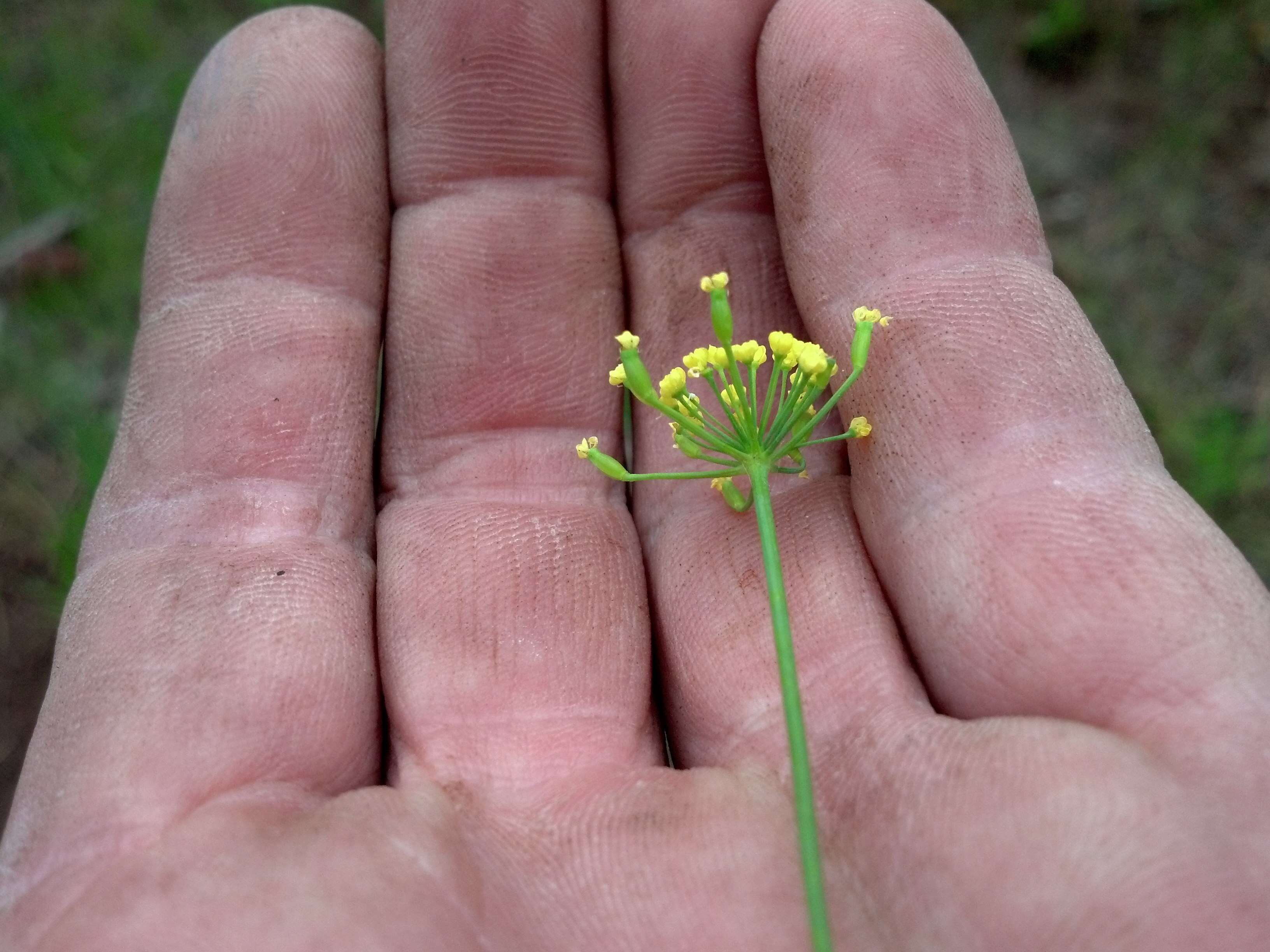 Imagem de Lomatium ambiguum (Nutt.) Coult. & Rose