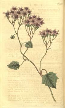 Pericallis aurita (L'Hér.) B. Nord. resmi