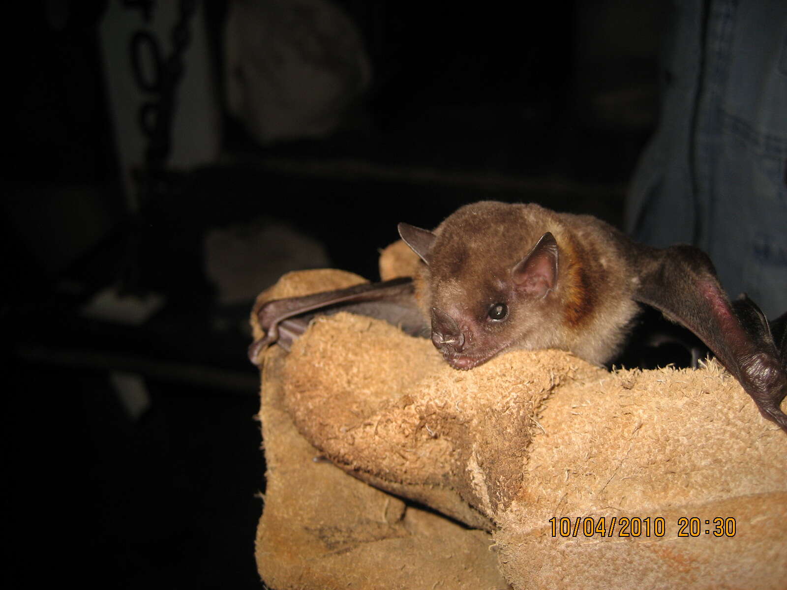 Image of yellow-shouldered bat