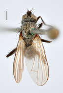 Image of root-maggot flies