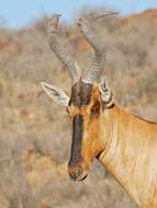 Image of Hartebeest