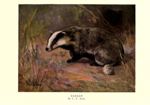 Image of badger