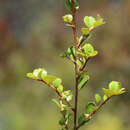 Image of Nematolepis frondosa (N. G. Walsh & Albr.) Paul G. Wilson