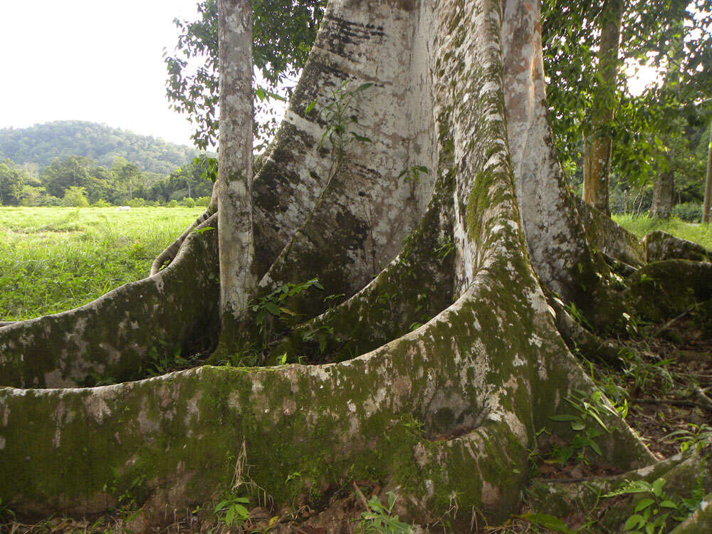 Sivun Ficus insipida Willd. kuva