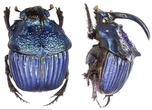 Imagem de Phanaeus (Phanaeus) amethystinus Harold 1863