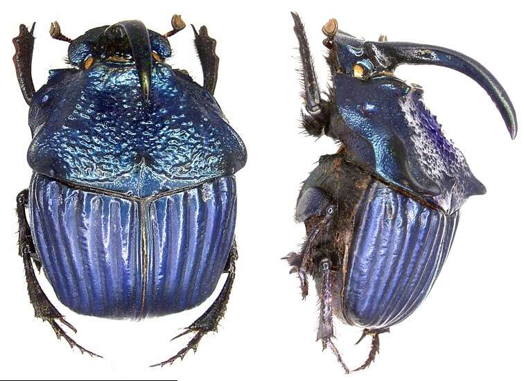 Image of Dung Beetles