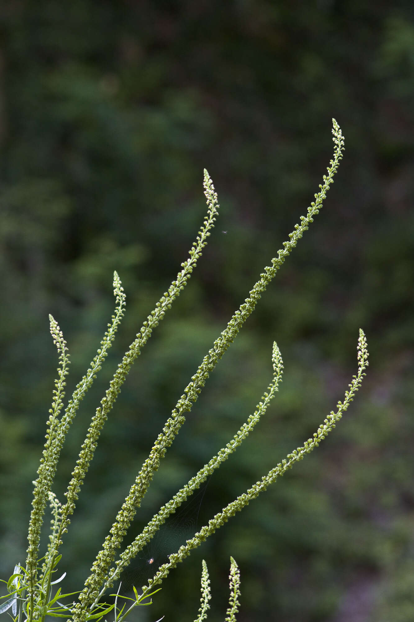 Image of mignonette family