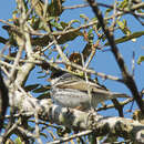 Image of Blackpoll Warbler