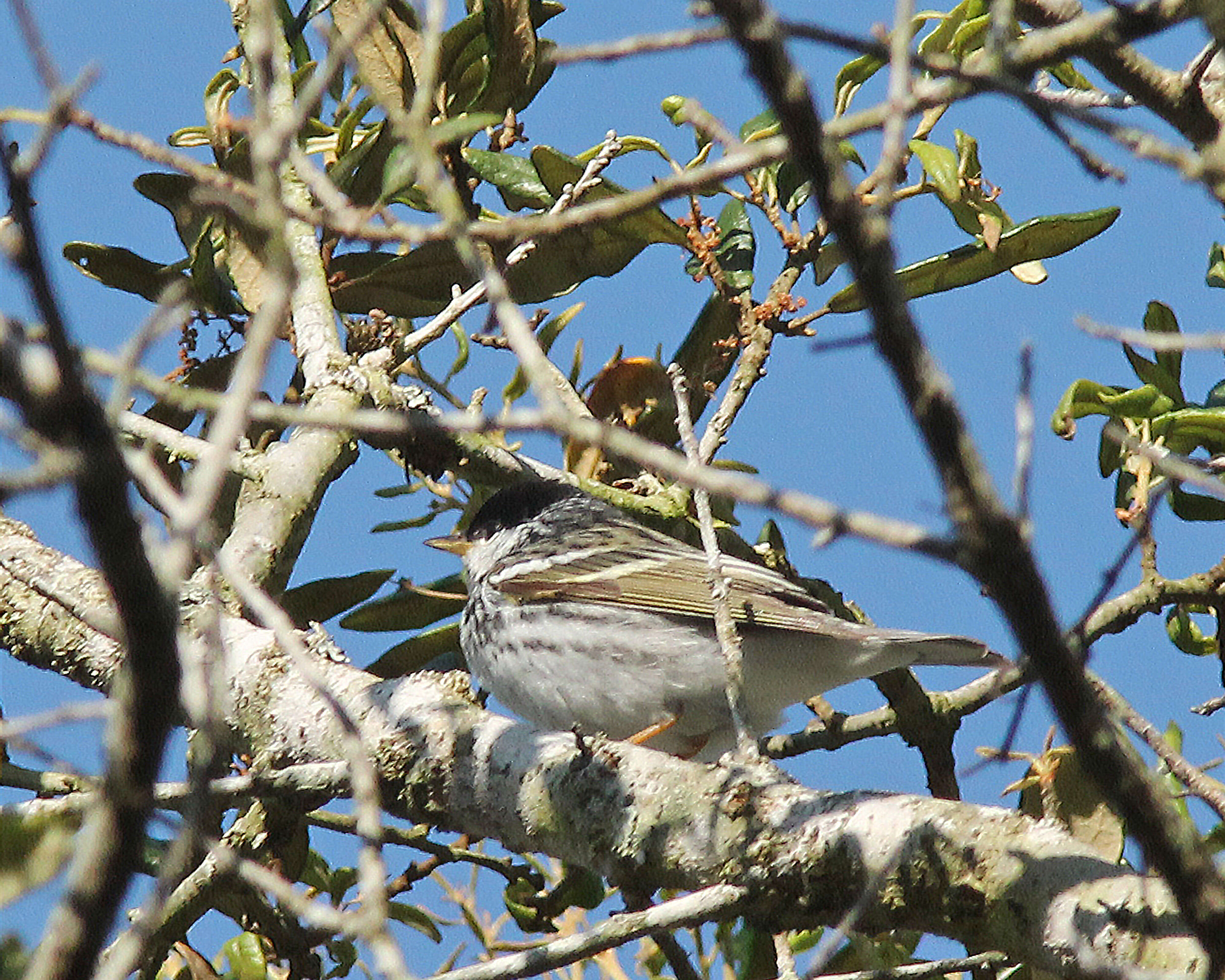 Image de Paruline rayée