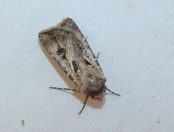 Image of Agrotis