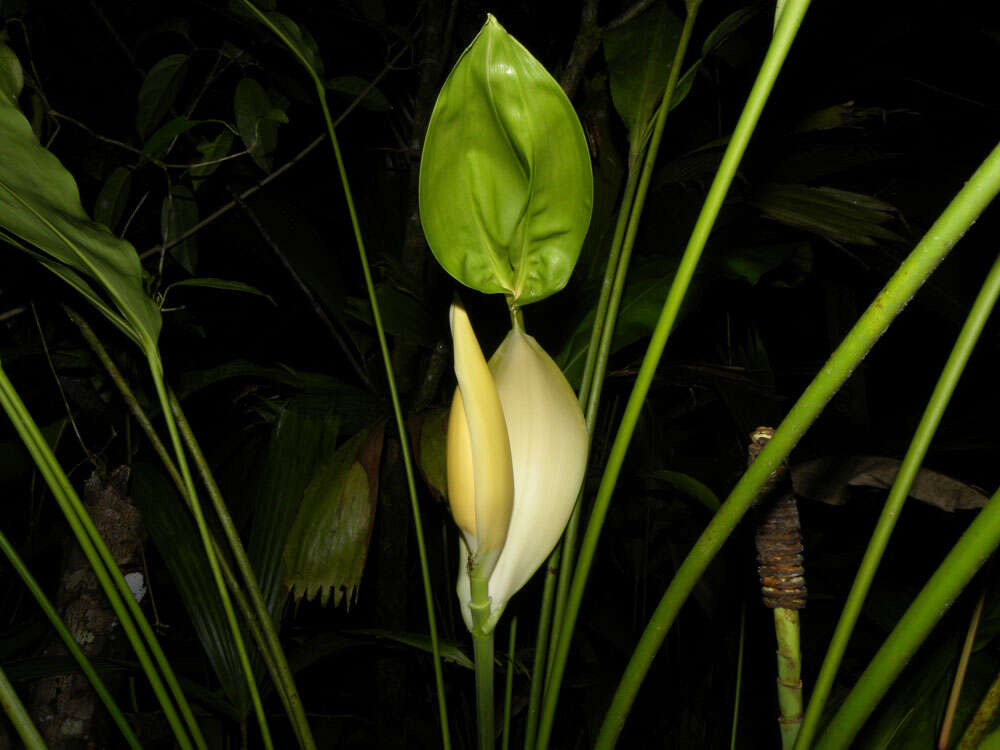 Image of Cyclanthus