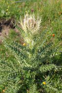 Image of Spiniest Thistle