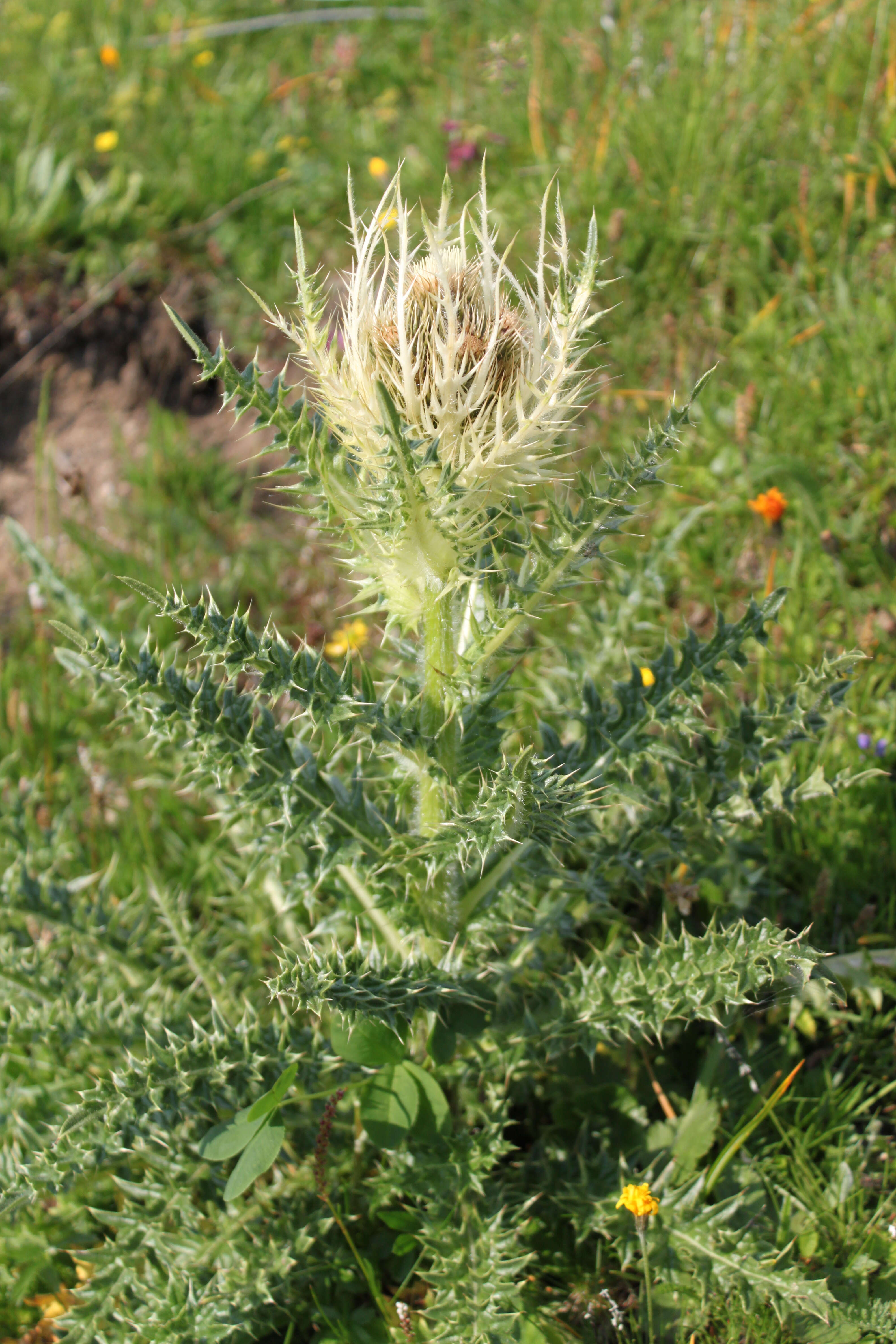 Image of Spiniest Thistle