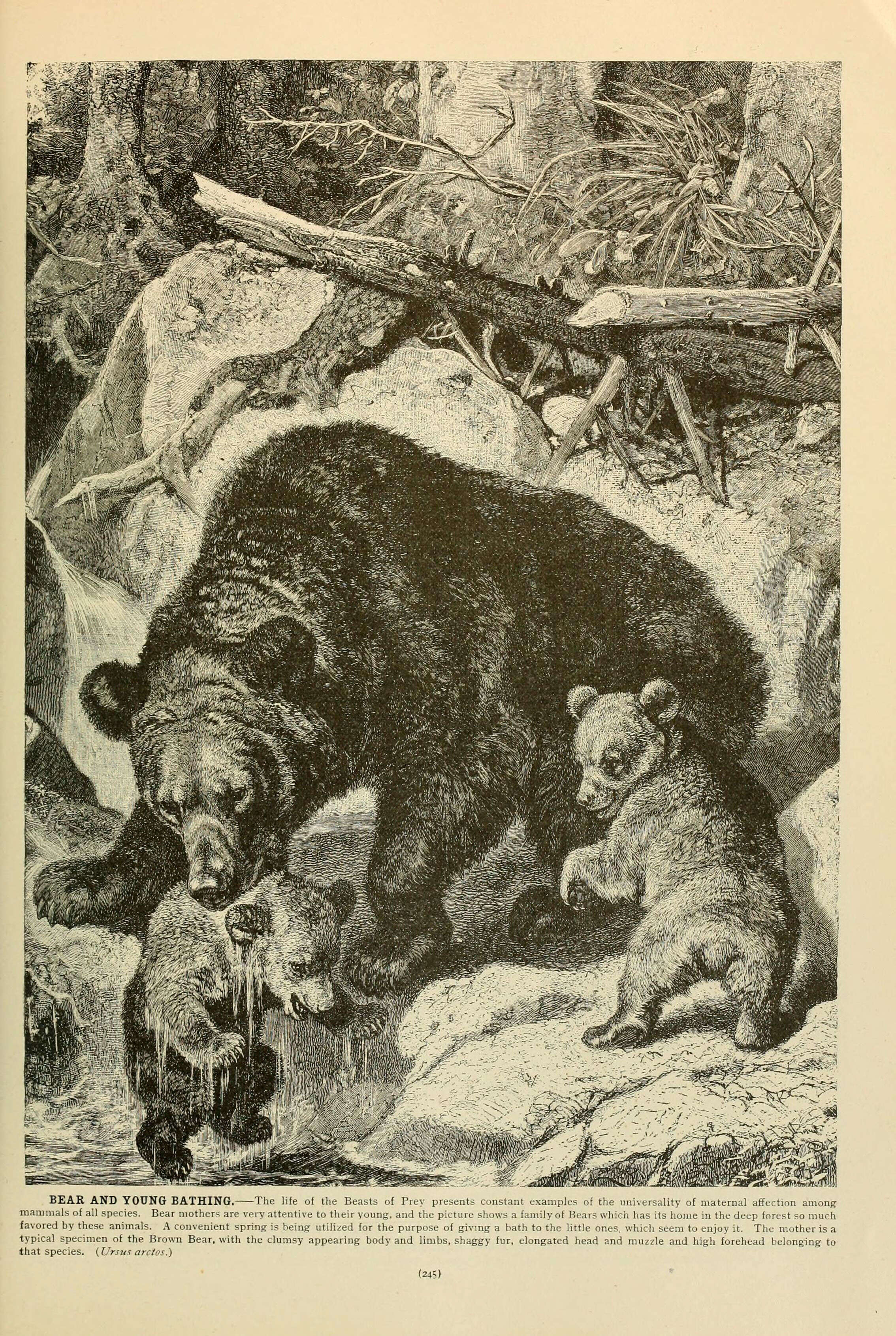 Image of Ursus Linnaeus 1758