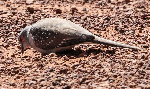 Image of Diamond Dove