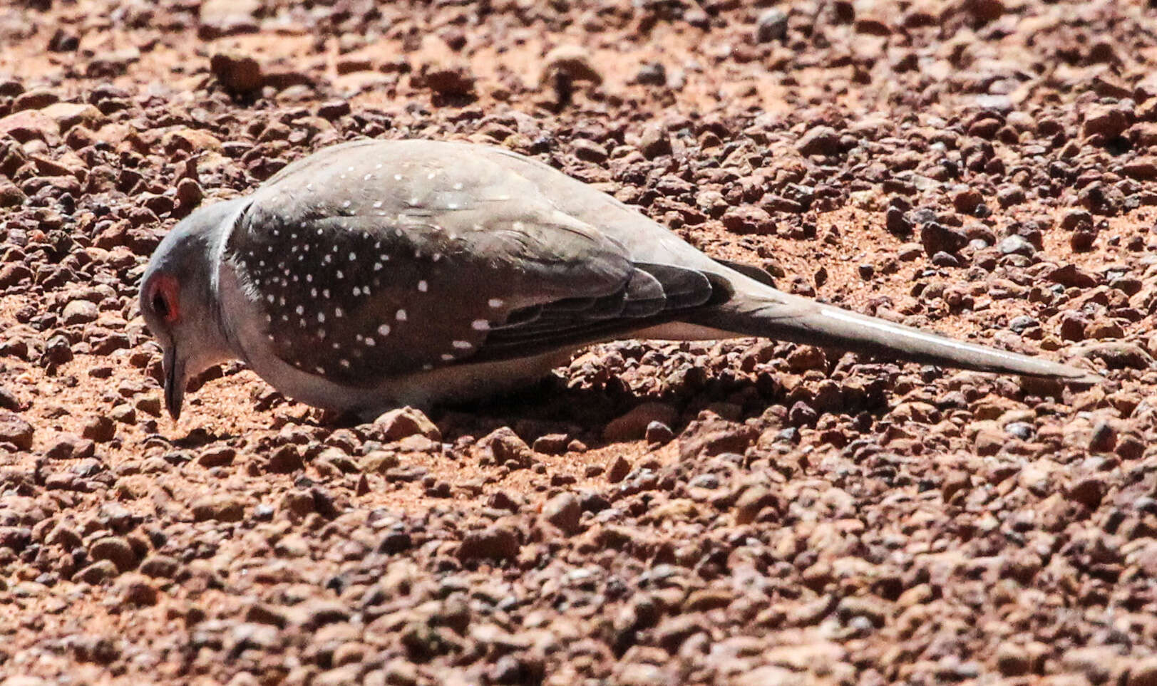 Image of Diamond Dove