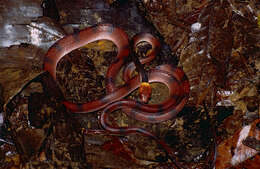 Image of Siphlophis Fitzinger 1843